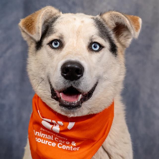 Enlarge CRYBABY, a Adoptable mixed breed in Albuquerque, NM image 1/1