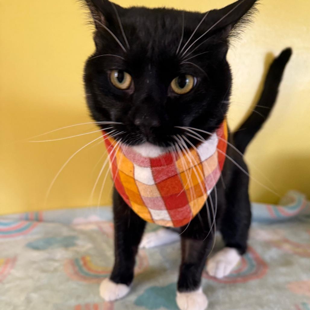 Detective Boots, Adoptable, Young Male Domestic Short Hair.
