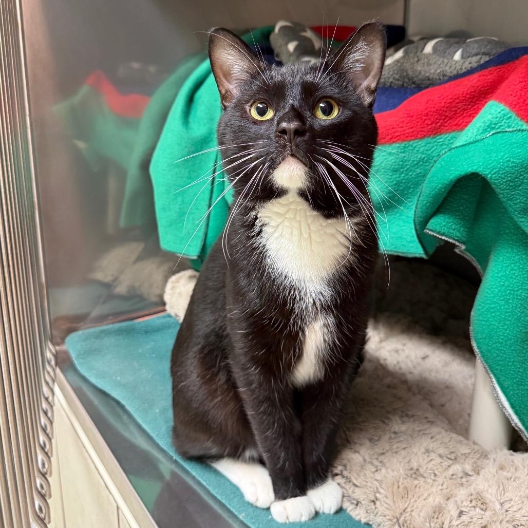 Enlarge Detective Boots, a Adoptable Domestic Short Hair in Fenton, MI image 2/3