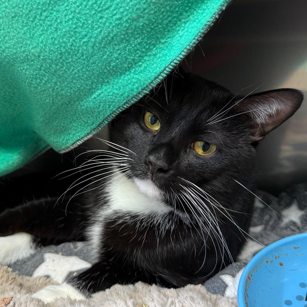 Enlarge Detective Boots, a Adoptable Domestic Short Hair in Fenton, MI image 3/3