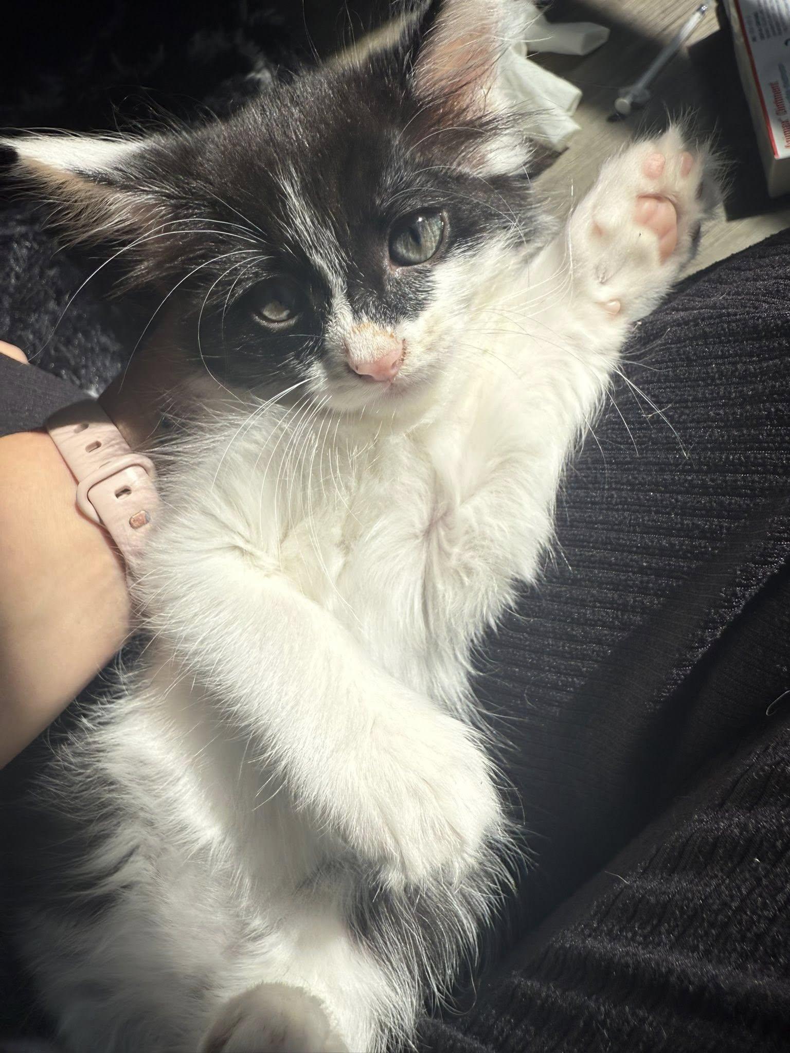 Jynx, Adopted, Young Male Domestic Medium Hair.