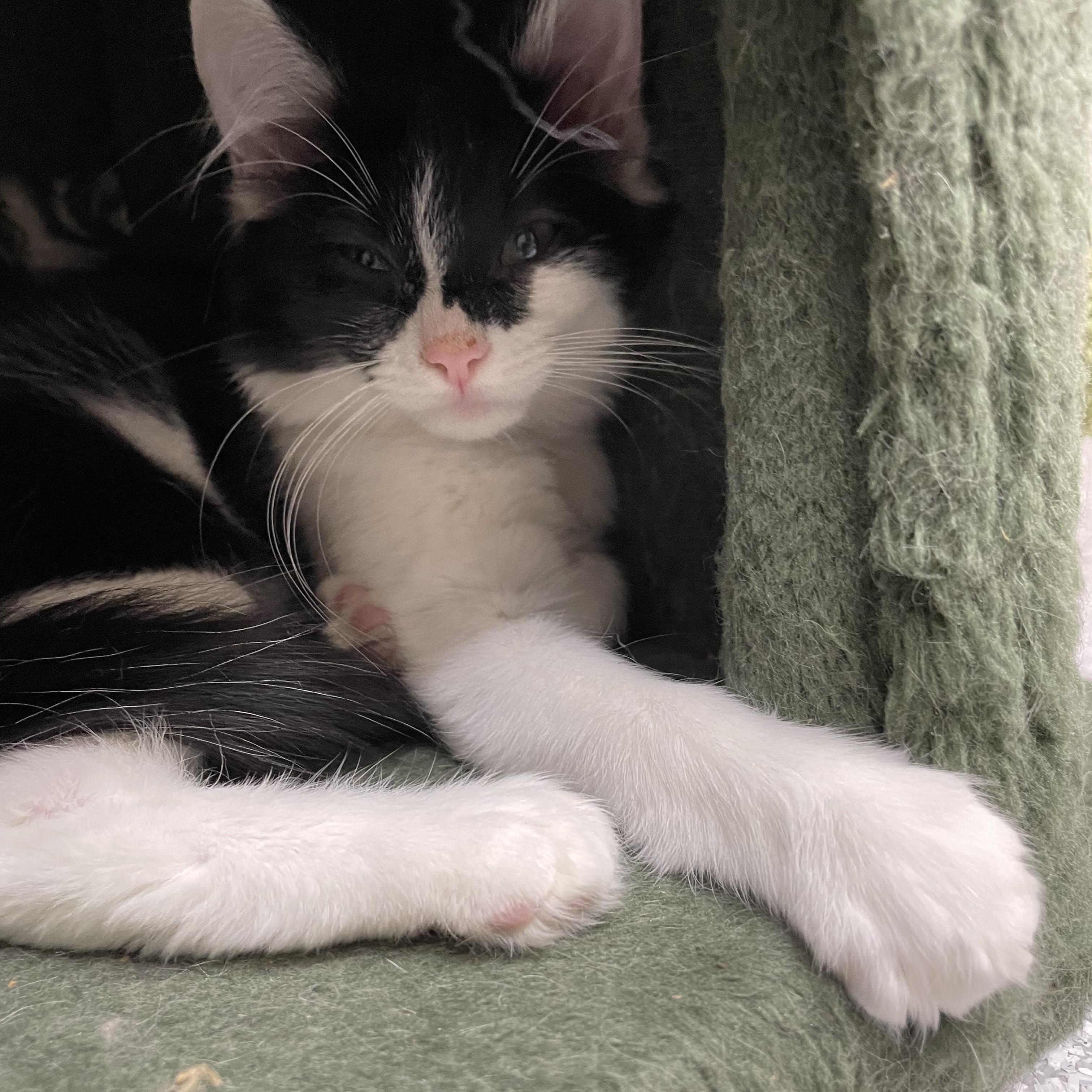 Enlarge Jynx, a Adopted Domestic Medium Hair in Pottsville, PA image 1/2