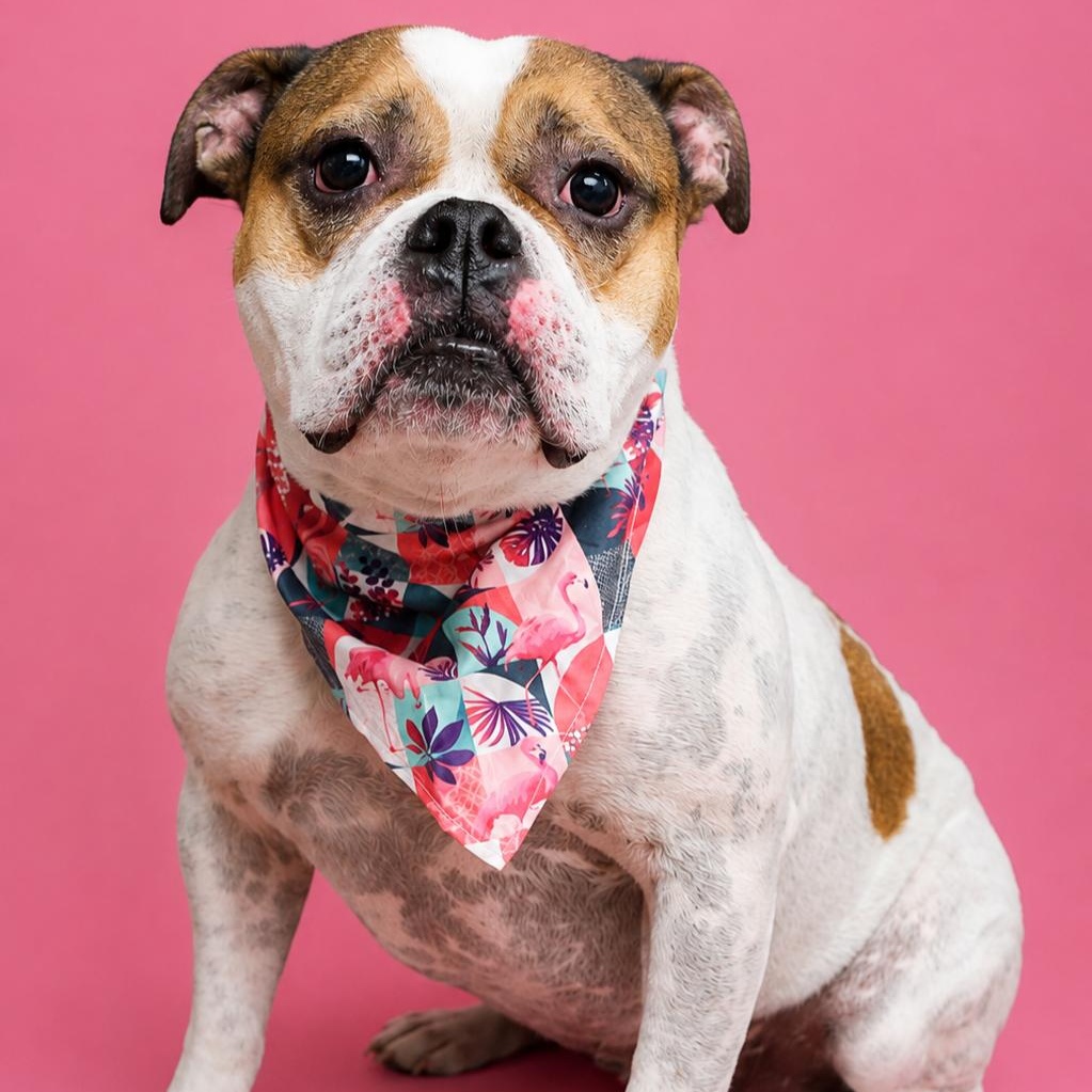 Zola, ADOPTABLE, Adult Female American Bulldog.