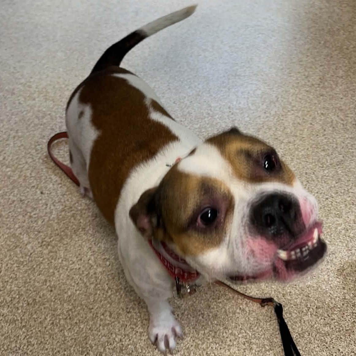 Enlarge Zola, a ADOPTABLE American Bulldog in Sunderland, MD image 2/2