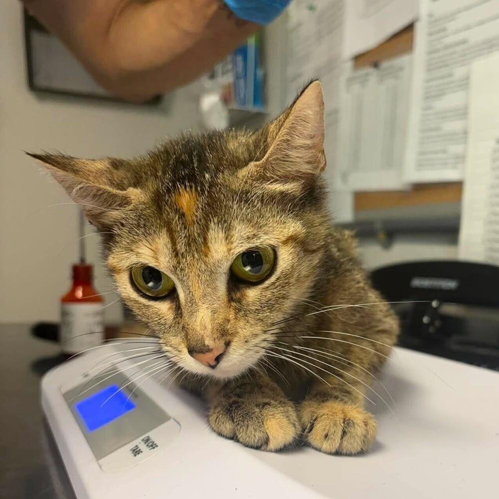 Missy, Adoptable, Young Female Domestic Short Hair.