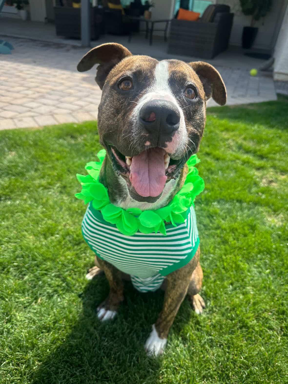 Benny, Adoptable, Adult Male Pit Bull Terrier.