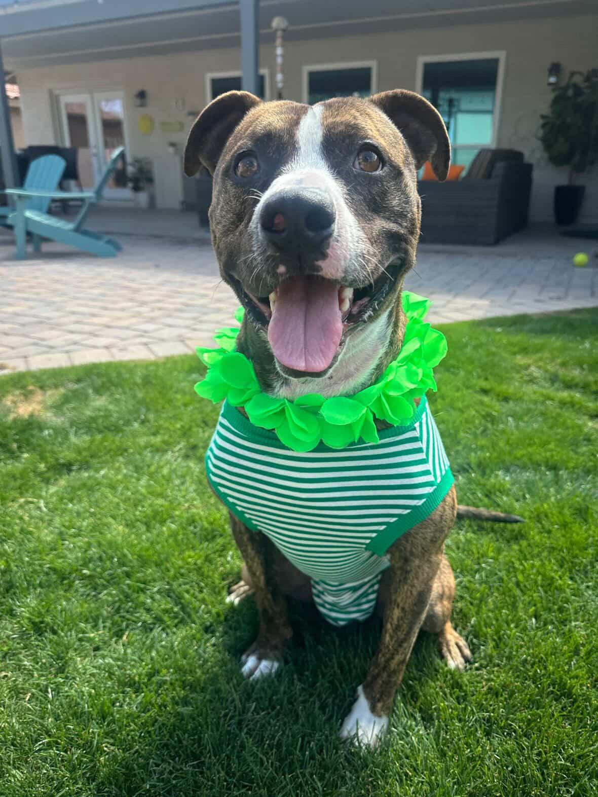 Enlarge Benny, a Adoptable mixed breed in Scottsdale, AZ image 4/4