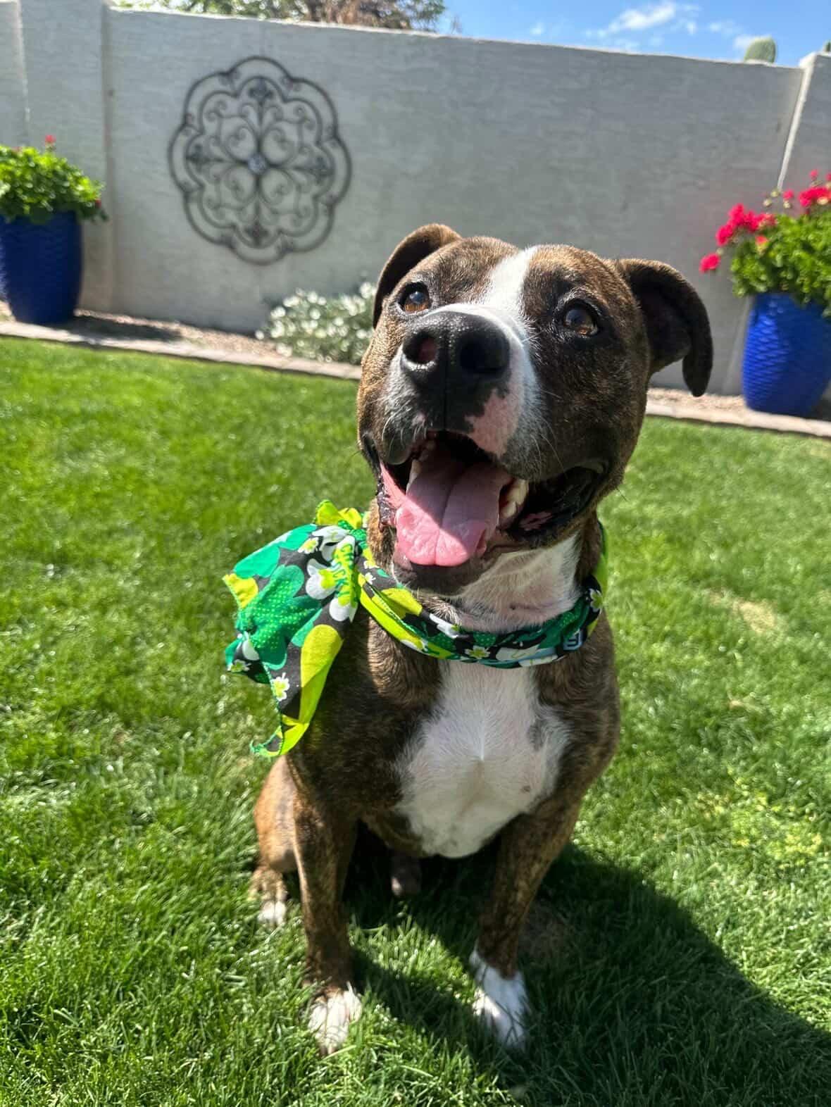 Benny, a Adoptable mixed breed in Scottsdale, AZ image 3/4