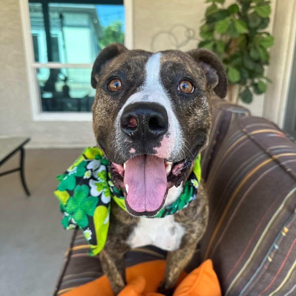 Benny, Adoptable, Adult Male Pit Bull Terrier.