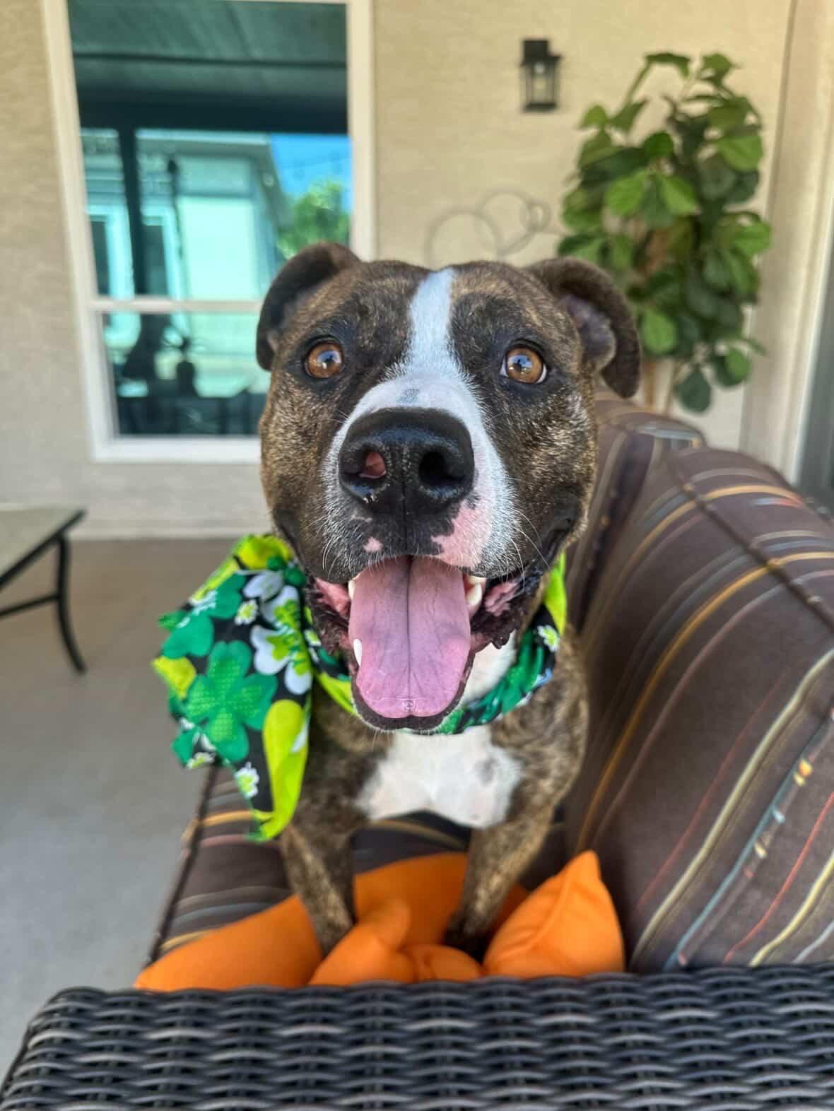 Benny, a Adoptable mixed breed in Scottsdale, AZ image 4/4