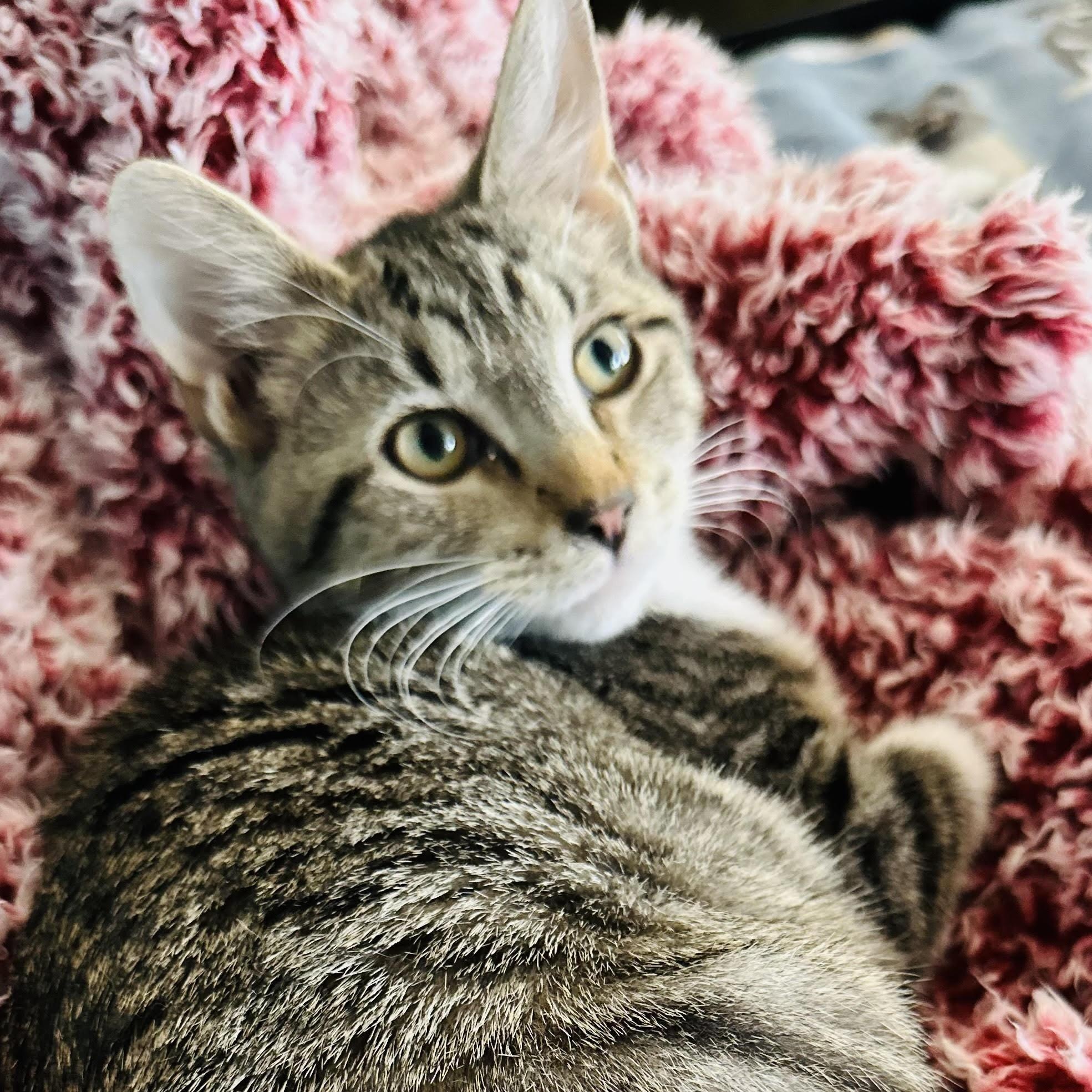 Jupiter - bonded pair, a Adoptable mixed breed in Norfolk, VA image 6/6