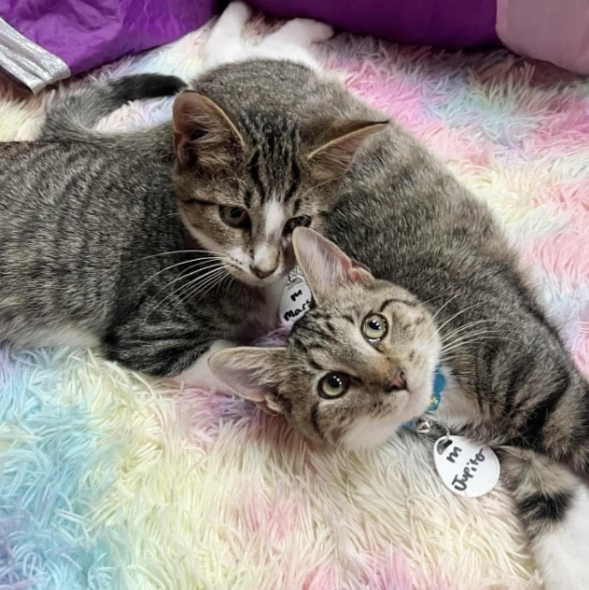 Jupiter - bonded pair, a Adoptable mixed breed in Norfolk, VA image 2/6