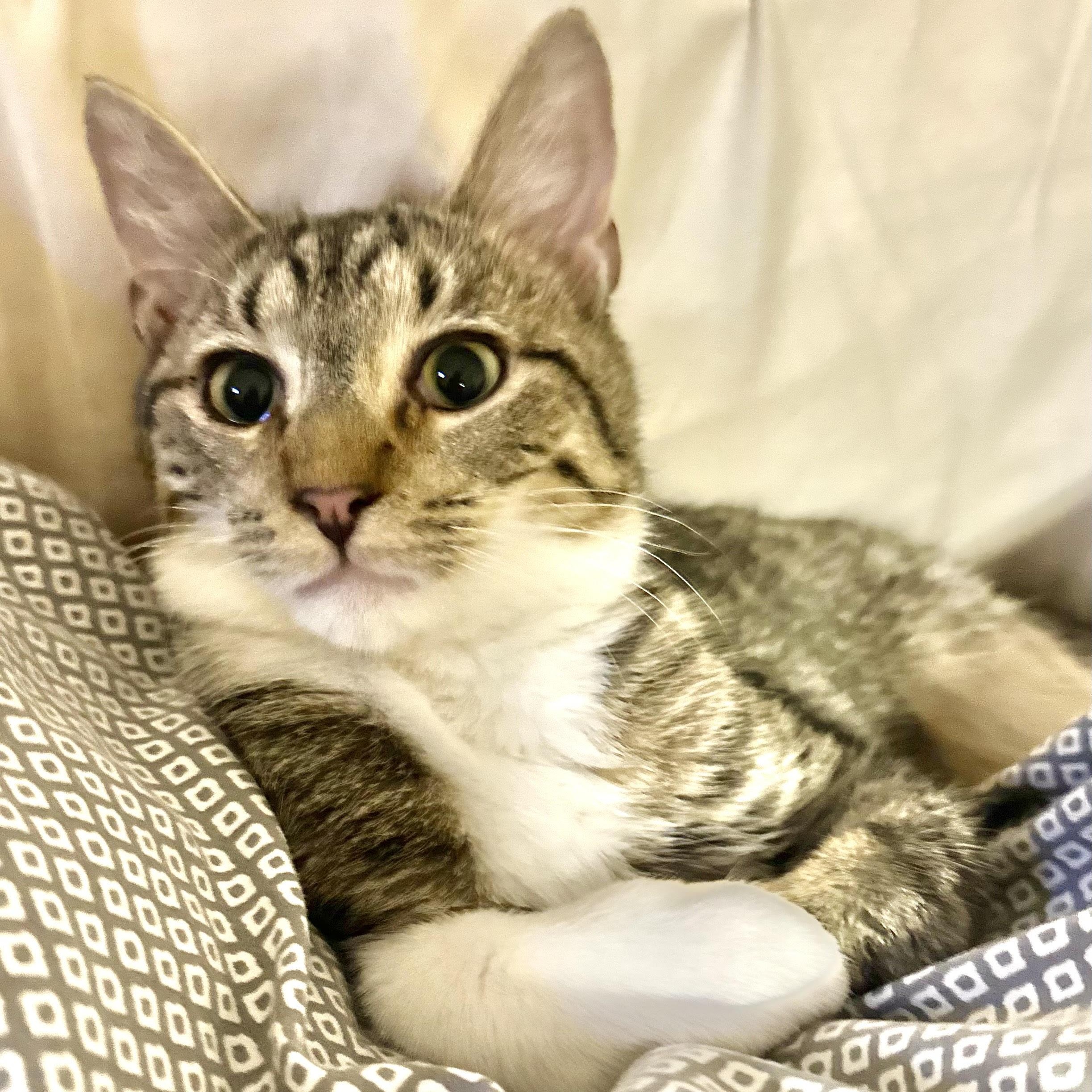 Jupiter - bonded pair, a Adoptable mixed breed in Norfolk, VA image 4/6