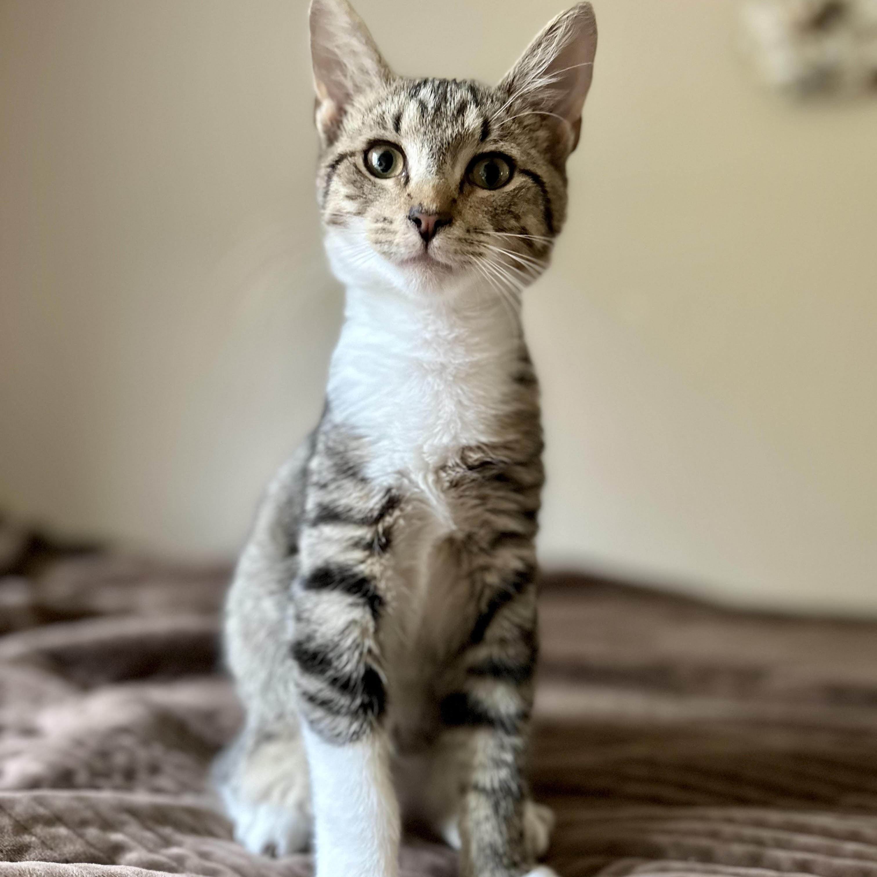 Jupiter - bonded pair, a Adoptable mixed breed in Norfolk, VA image 3/6