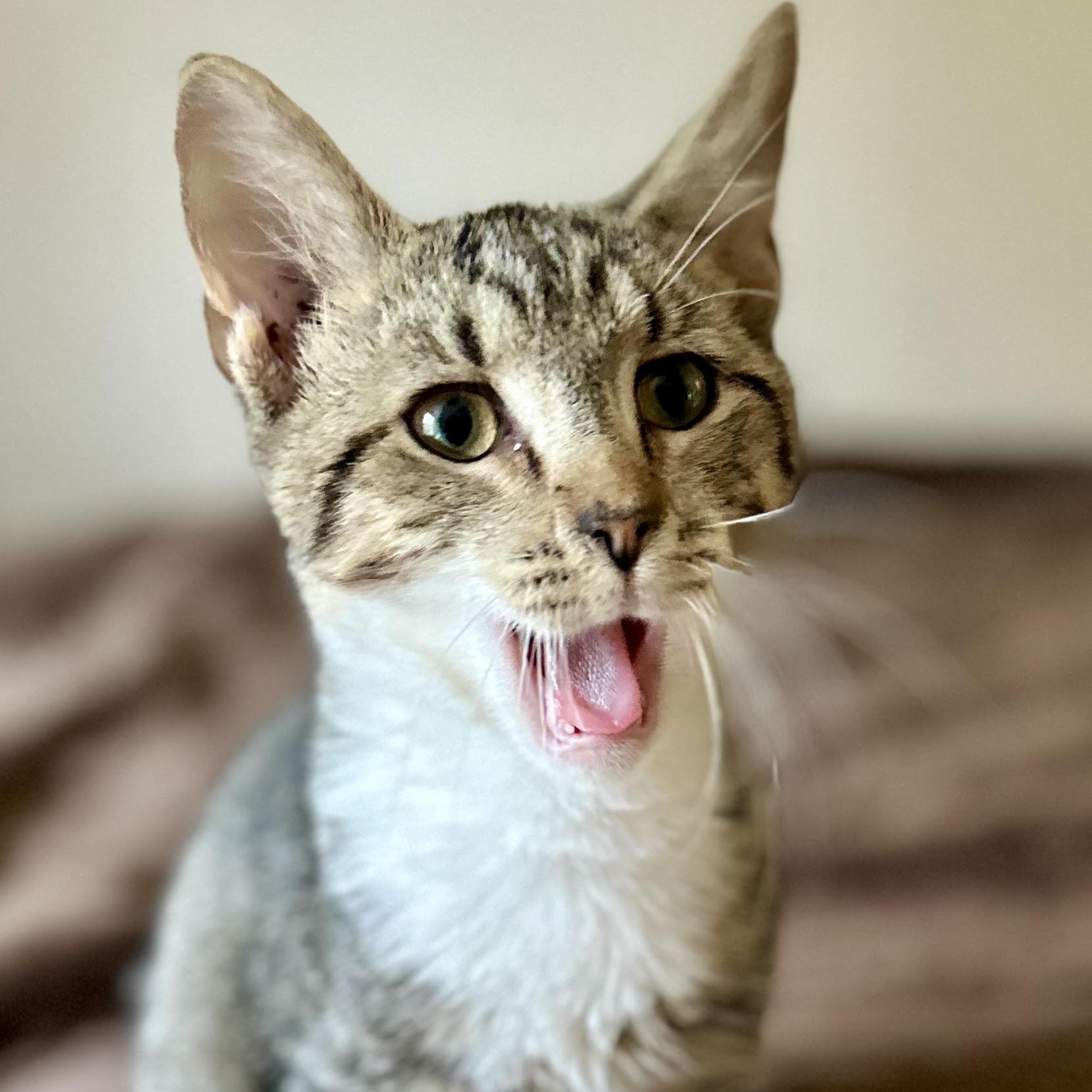 Jupiter - bonded pair, a Adoptable mixed breed in Norfolk, VA image 1/6