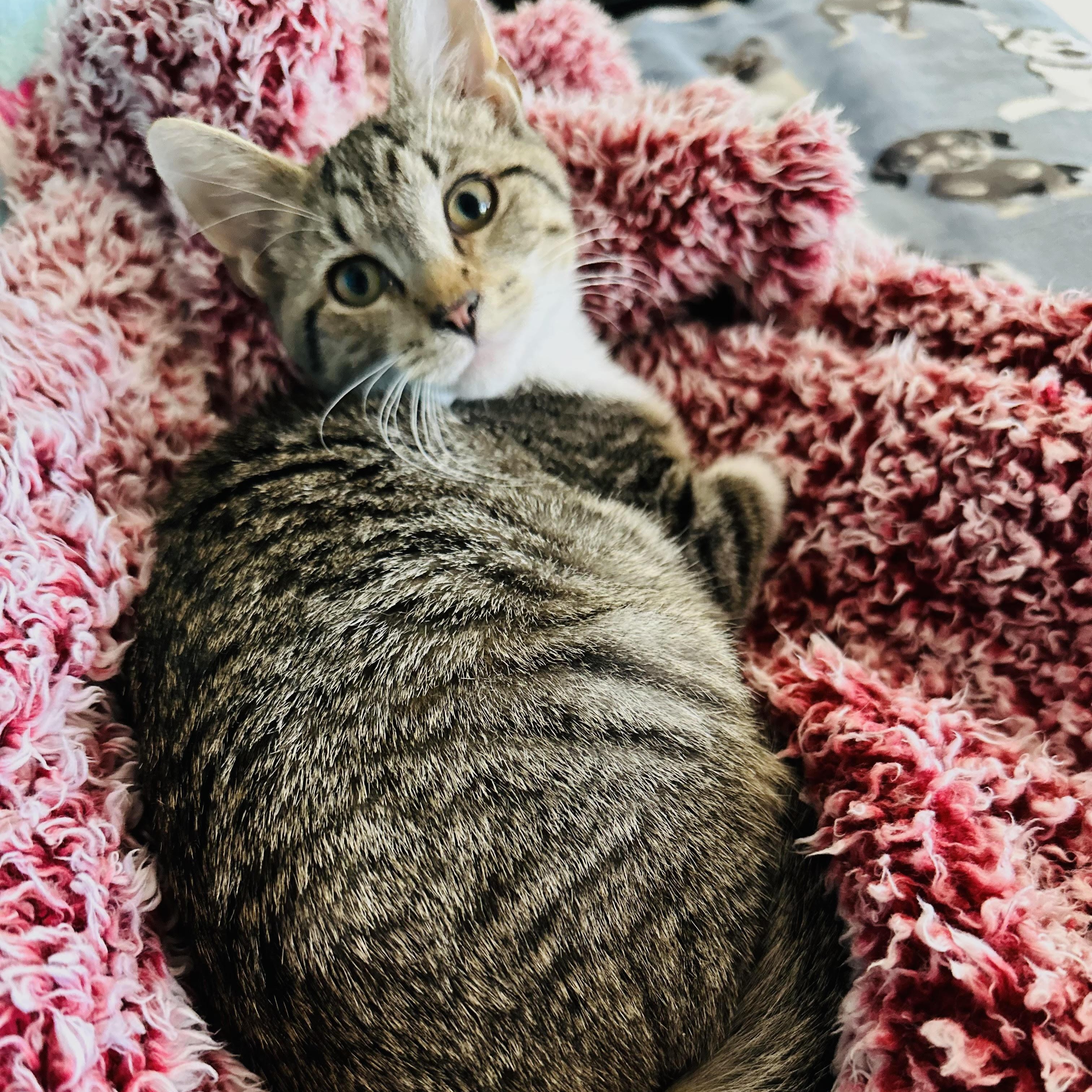 Jupiter - bonded pair, a Adoptable mixed breed in Norfolk, VA image 5/6