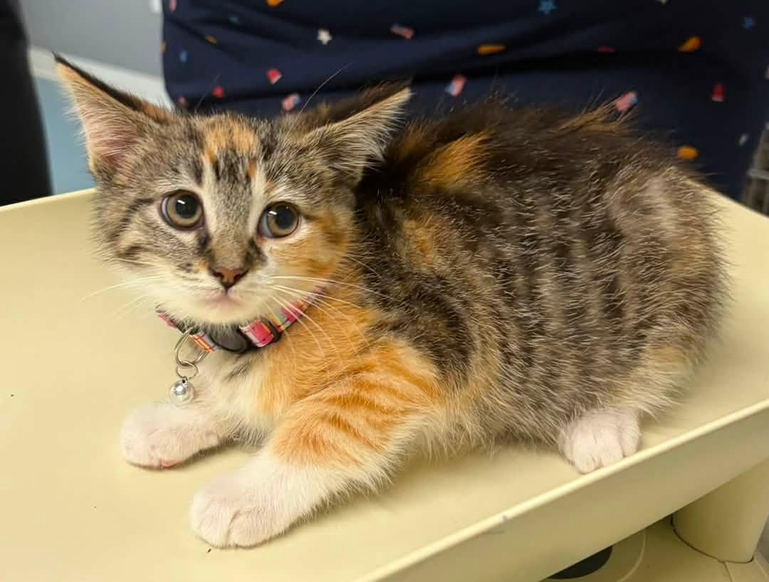Linda 1, ADOPTABLE, Young Female Domestic Short Hair.