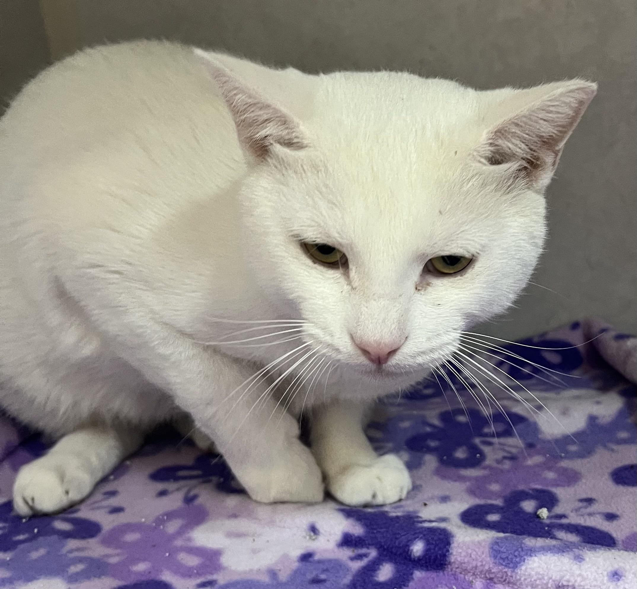 Leo and Logan, Adoptable, Adult Male Domestic Short Hair.