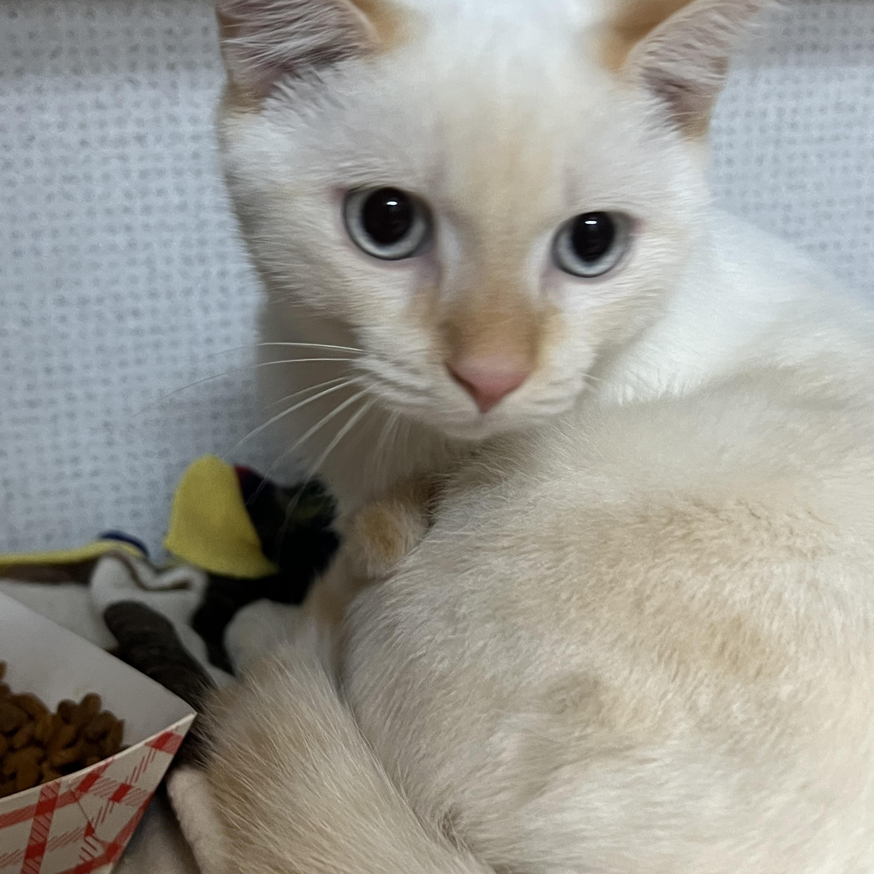 Leo and Logan, a Adoptable mixed breed in Salem, NH image 3/6