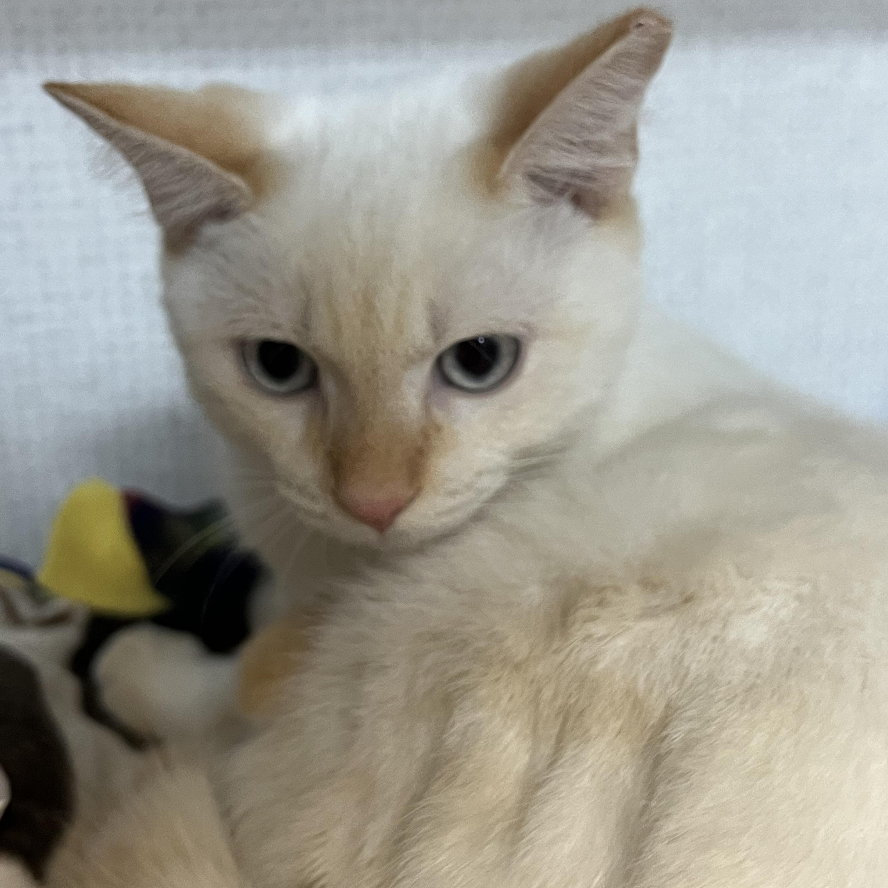 Leo and Logan, a Adoptable mixed breed in Salem, NH image 4/6