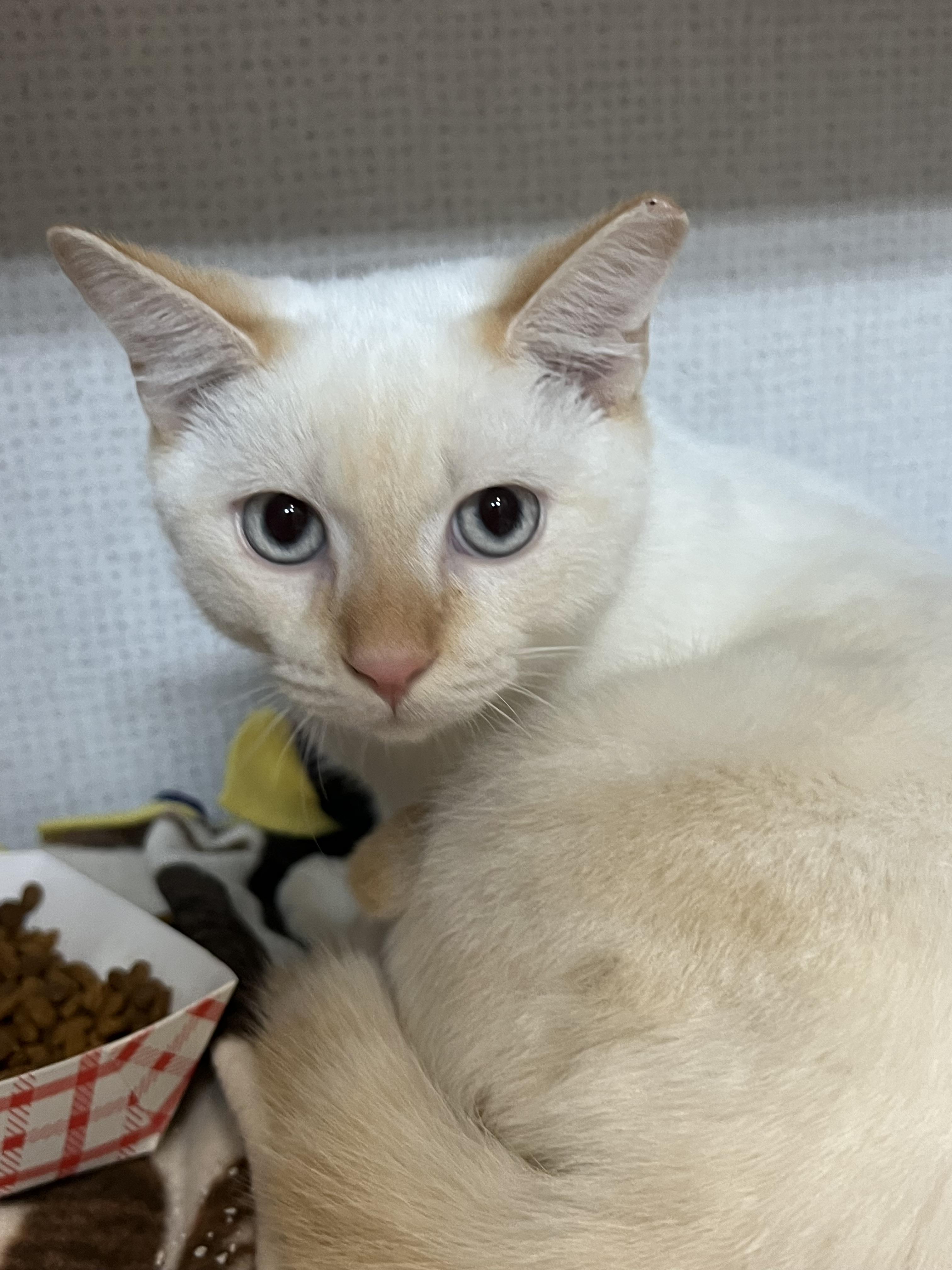 Leo and Logan, a Adoptable mixed breed in Salem, NH image 6/6