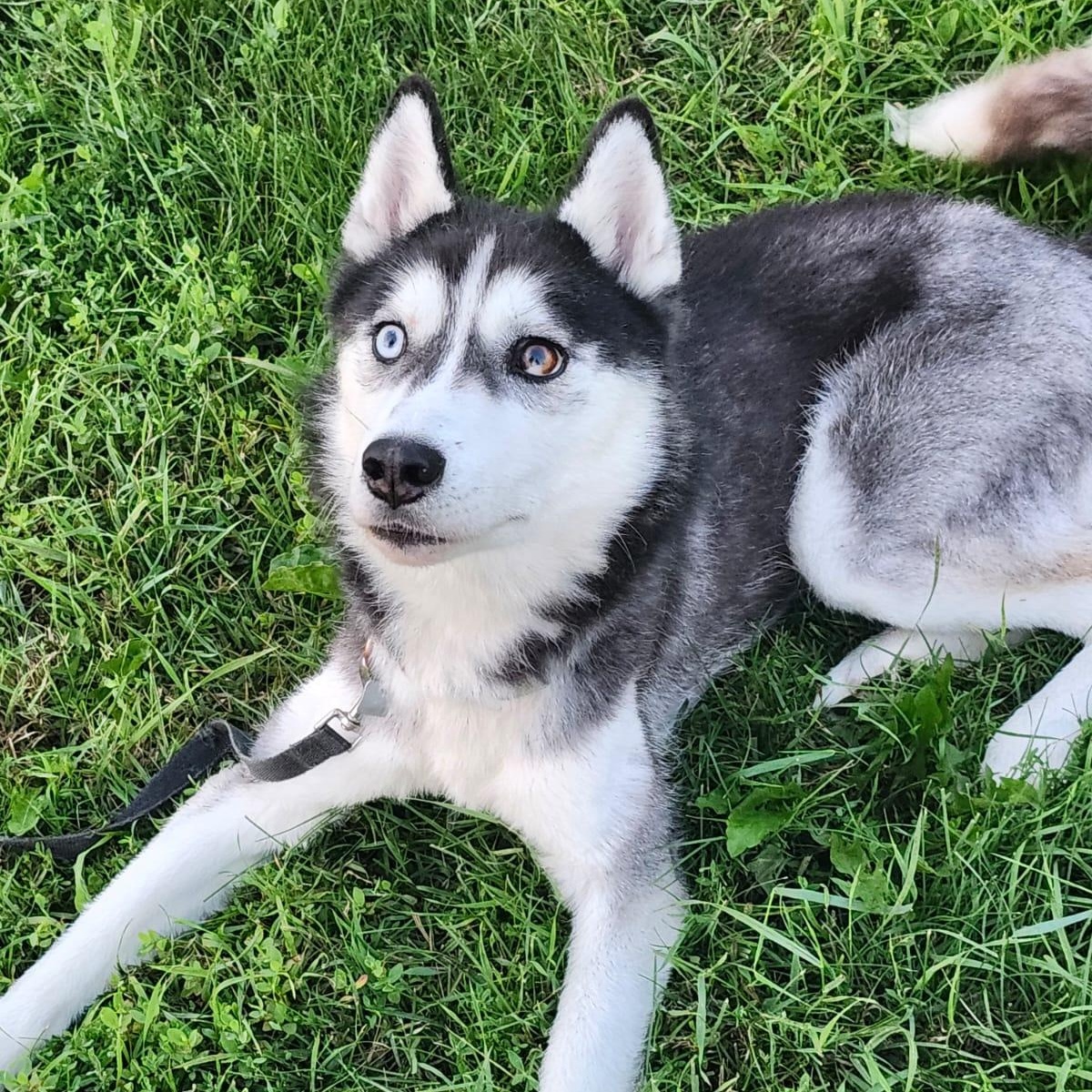 Chad, an adoptable Husky in Morden, MB, R6M 1Y4 | Photo Image 1