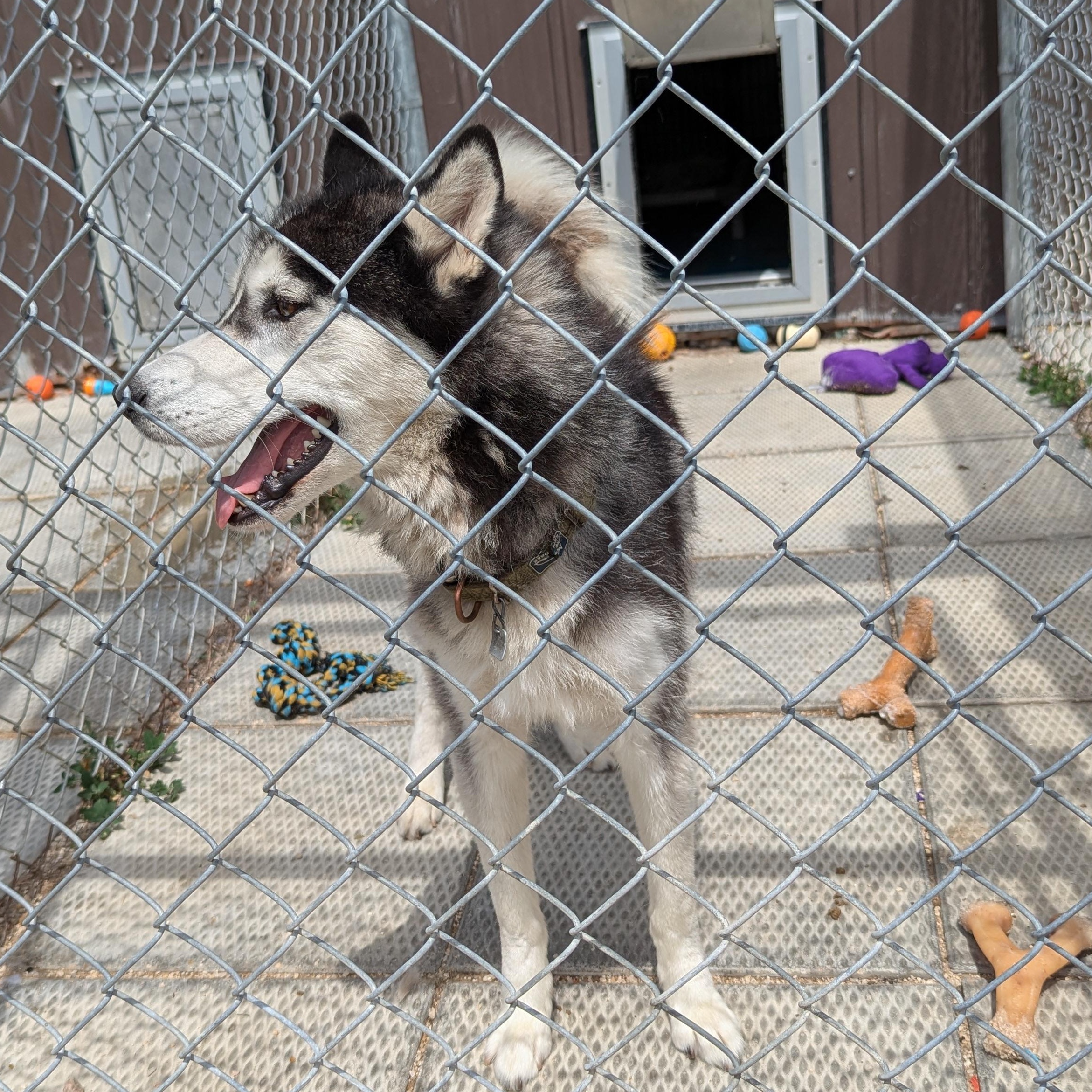 Chad, an adoptable Husky in Morden, MB, R6M 1Y4 | Photo Image 3