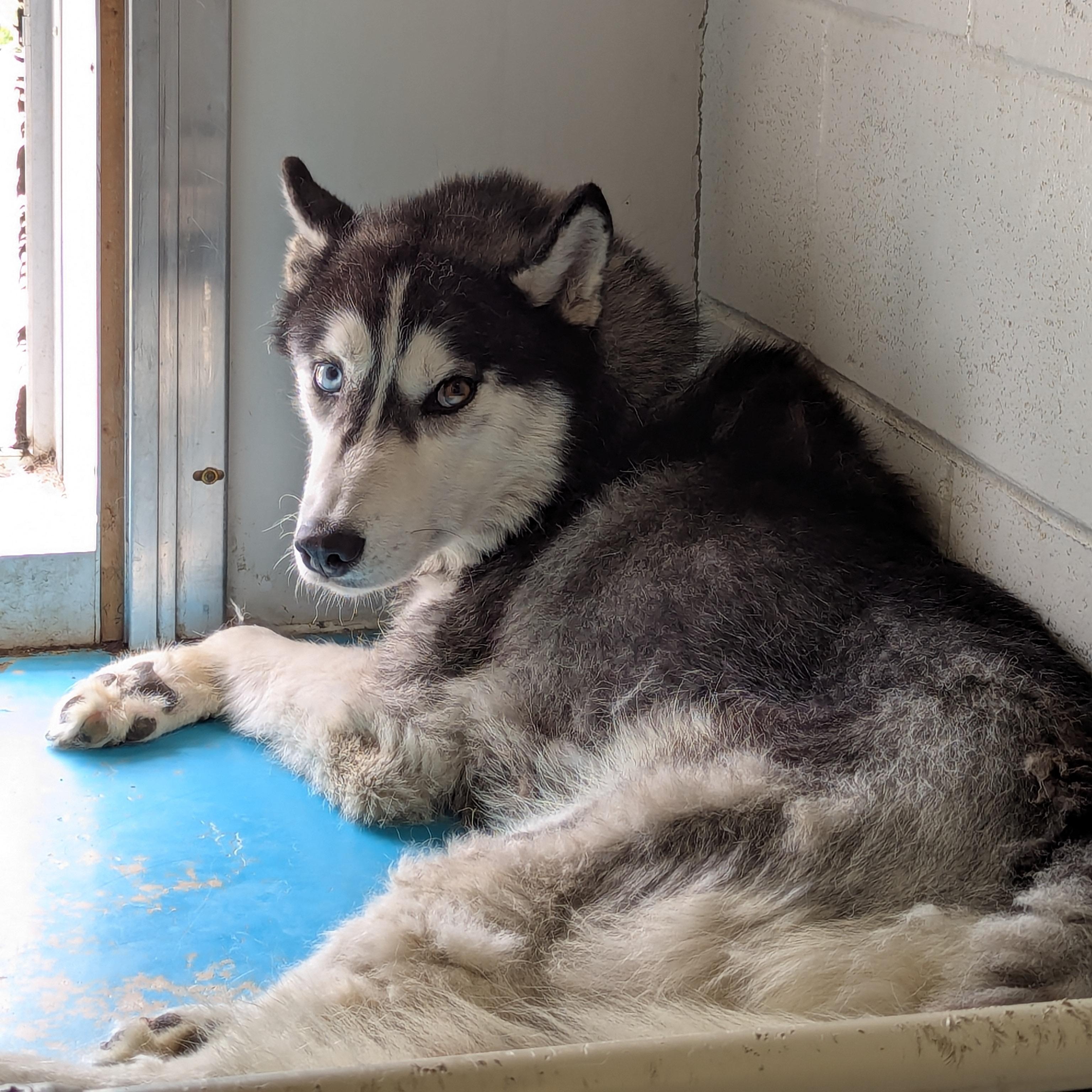 Chad, an adoptable Husky in Morden, MB, R6M 1Y4 | Photo Image 1