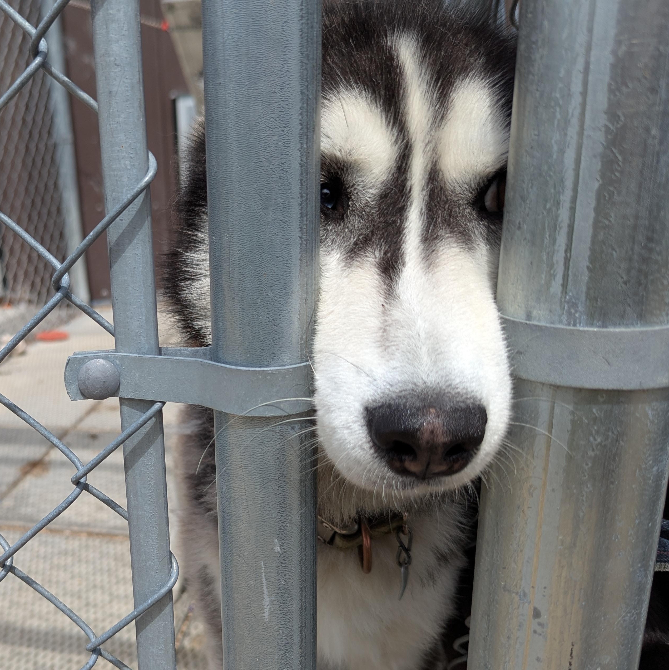 Chad, an adoptable Husky in Morden, MB, R6M 1Y4 | Photo Image 3