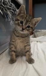 Isabella Bird (DC), an adopted Domestic Short Hair in Washington, DC image 1/4