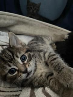 Isabella Bird (DC), an adopted Domestic Short Hair in Washington, DC image 2/4