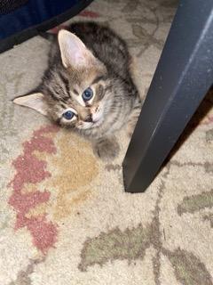 Isabella Bird (DC), an adopted Domestic Short Hair in Washington, DC image 4/4