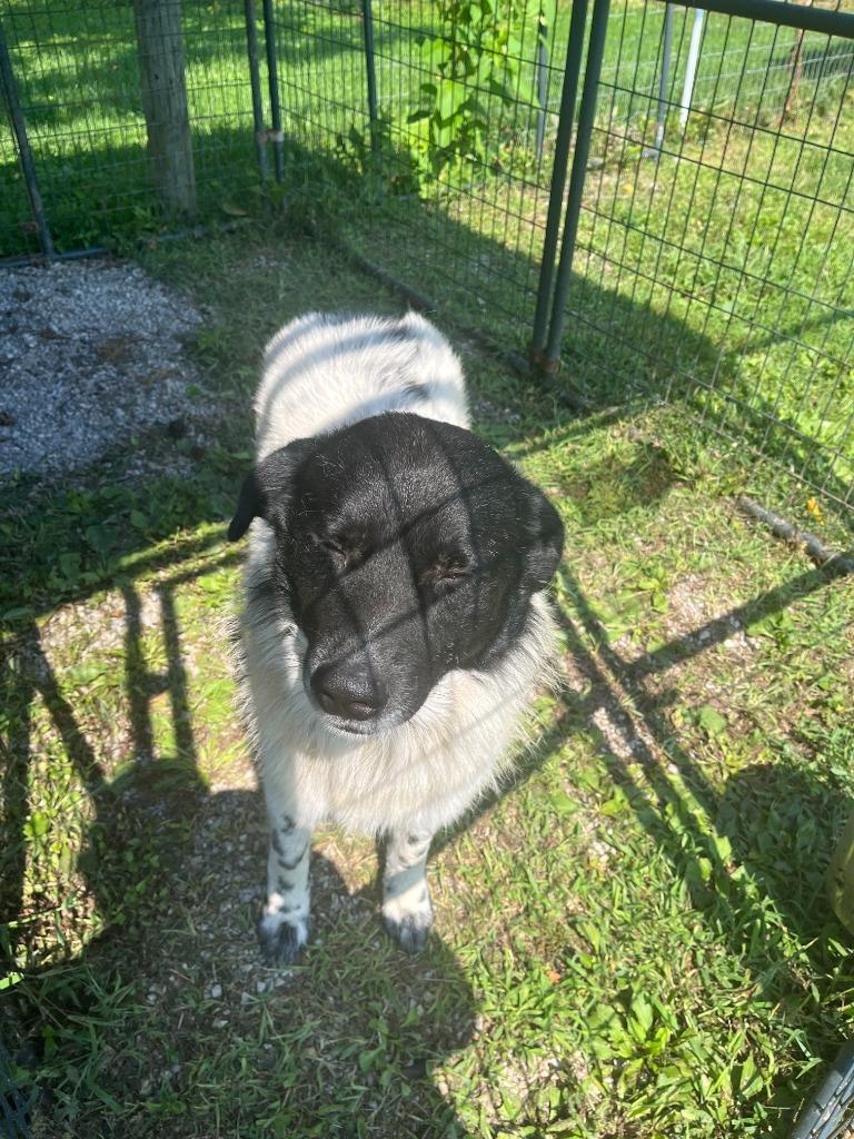 Tad, Adoptable, Adult Male Newfoundland Dog & Cattle Dog.