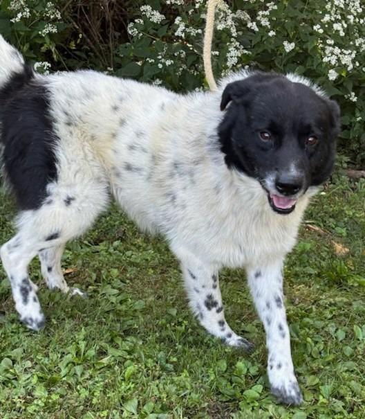 Enlarge Tad, a Adoptable mixed breed in Greencastle, IN image 2/2