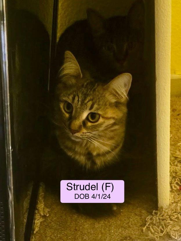 Strudel, Adopted, Young Female Domestic Short Hair & Tabby.