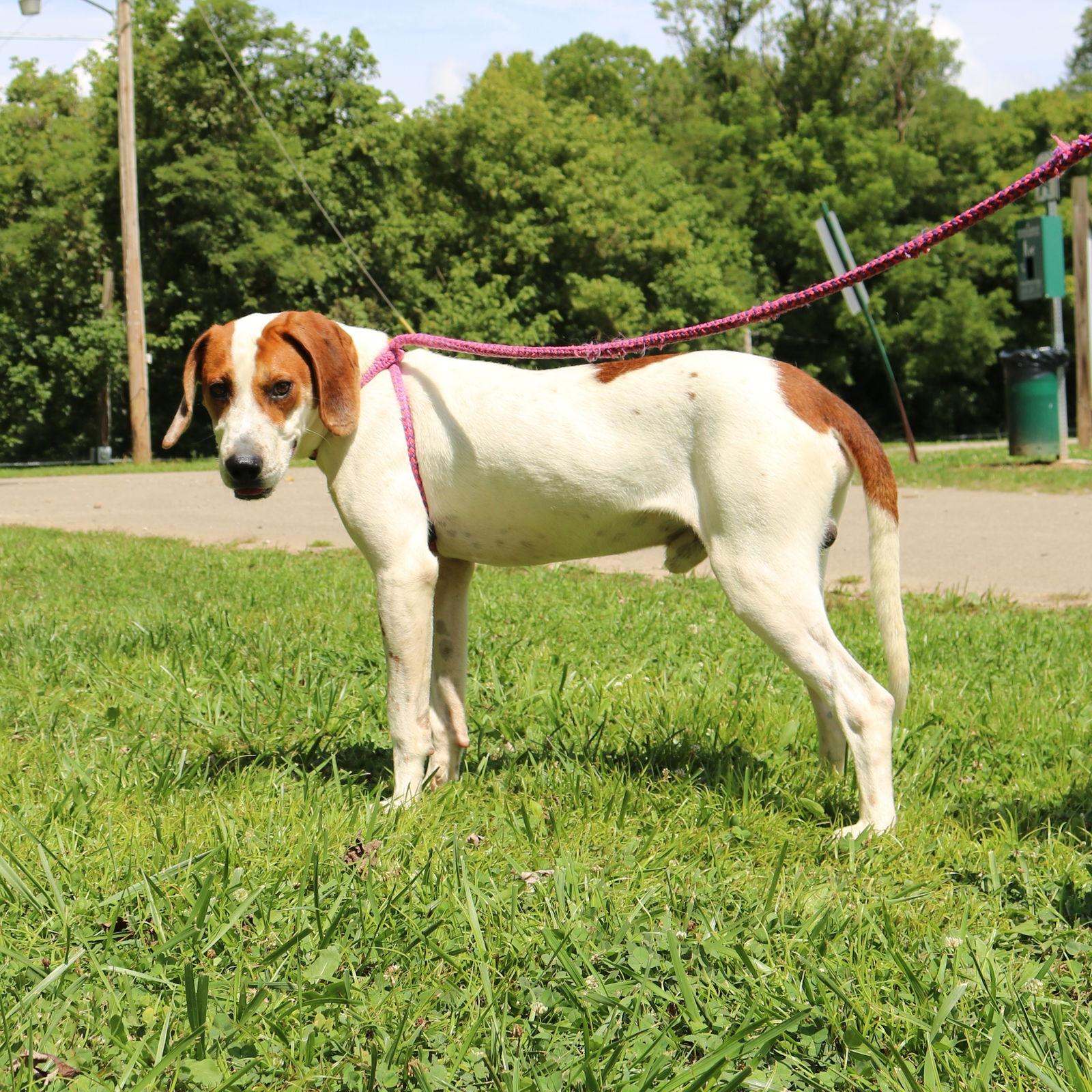 Dodger, Adoptable, Adult Male Coonhound.