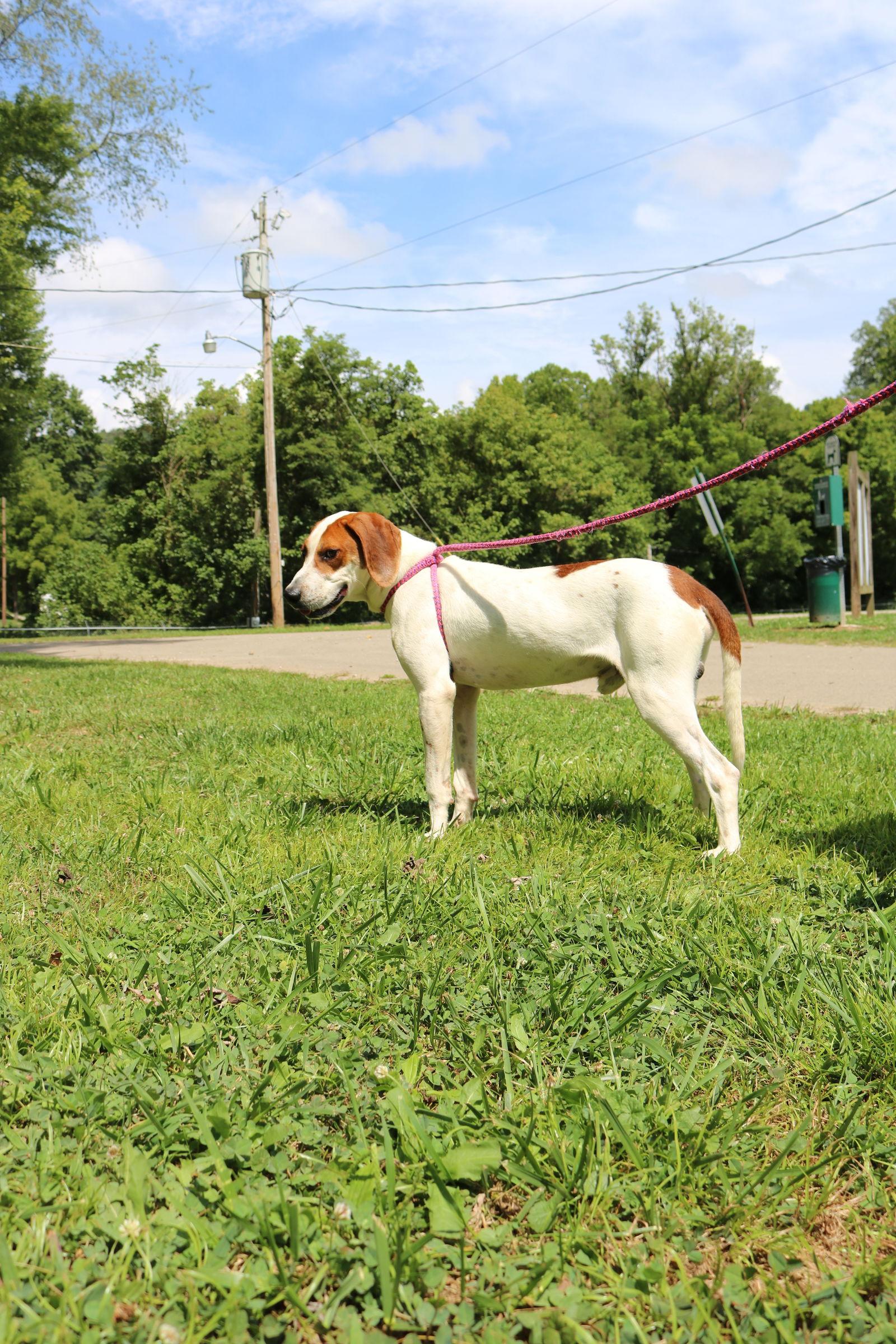 Enlarge Dodger, a Adoptable Coonhound in New Martinsville, WV image 3/3