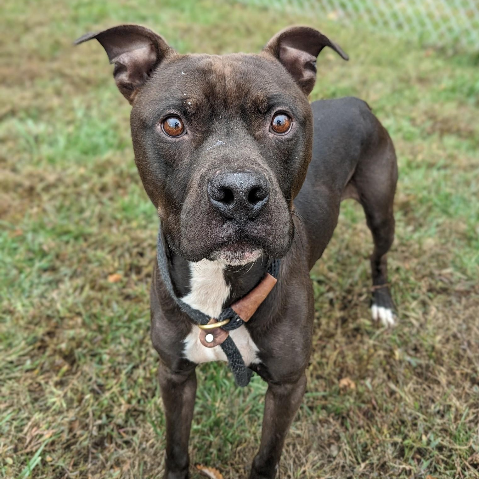 Rickie Riot (ID 48758/3446), Adoptable, Adult Male Pit Bull Terrier.