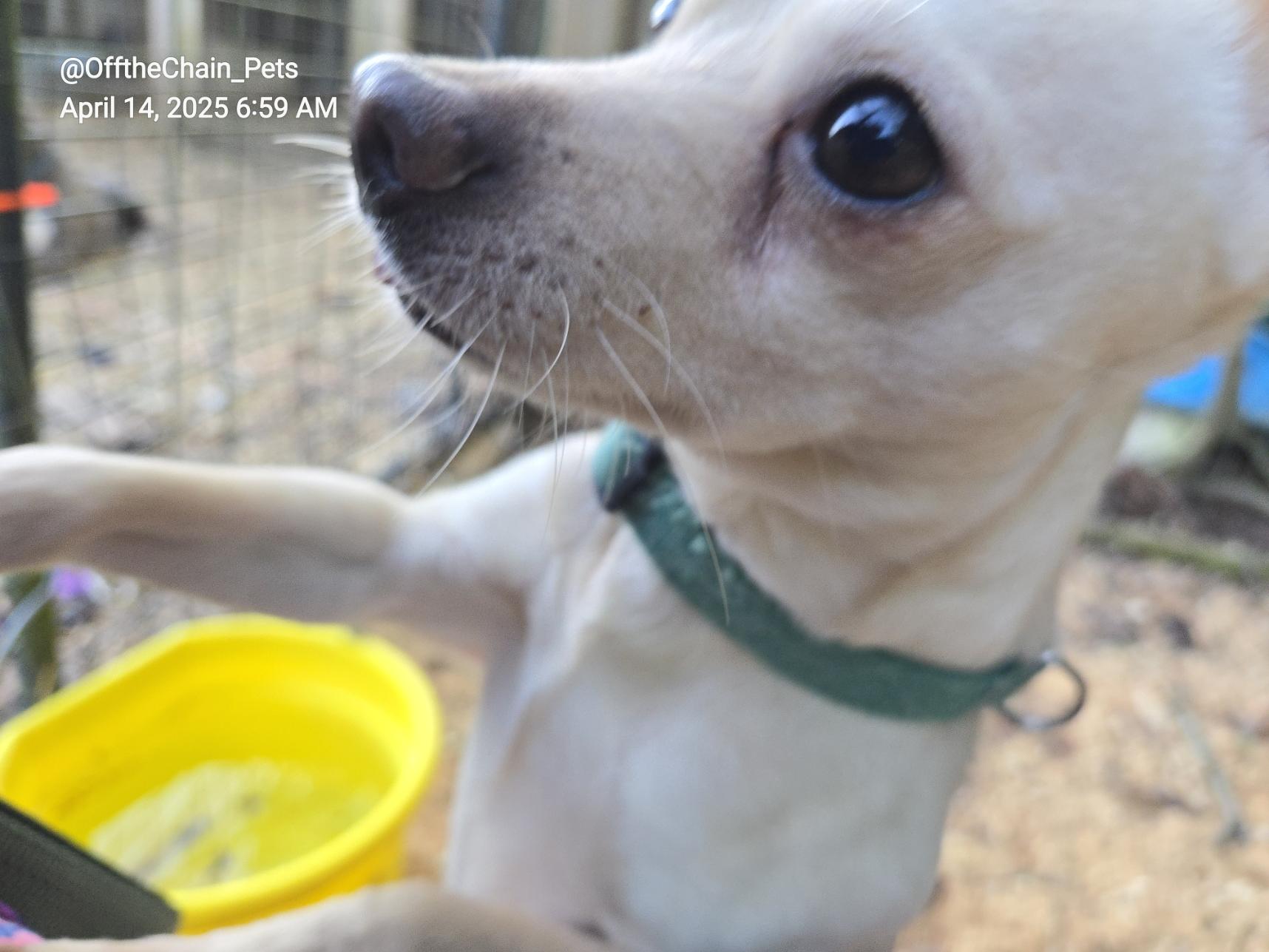 Enlarge Bently, a Adopted mixed breed in Toney, AL image 6/6