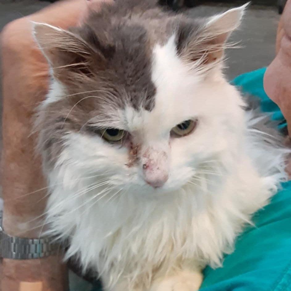 Patches 12 yo senior (bonded to Charlotte)
