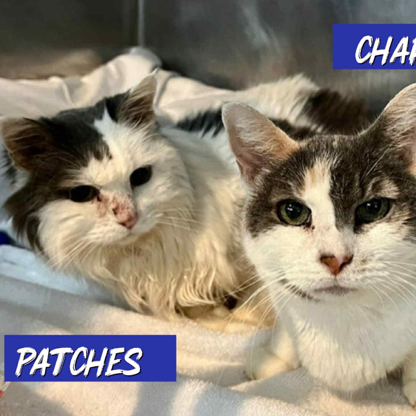 Patches 12 yo senior (bonded to Charlotte)
