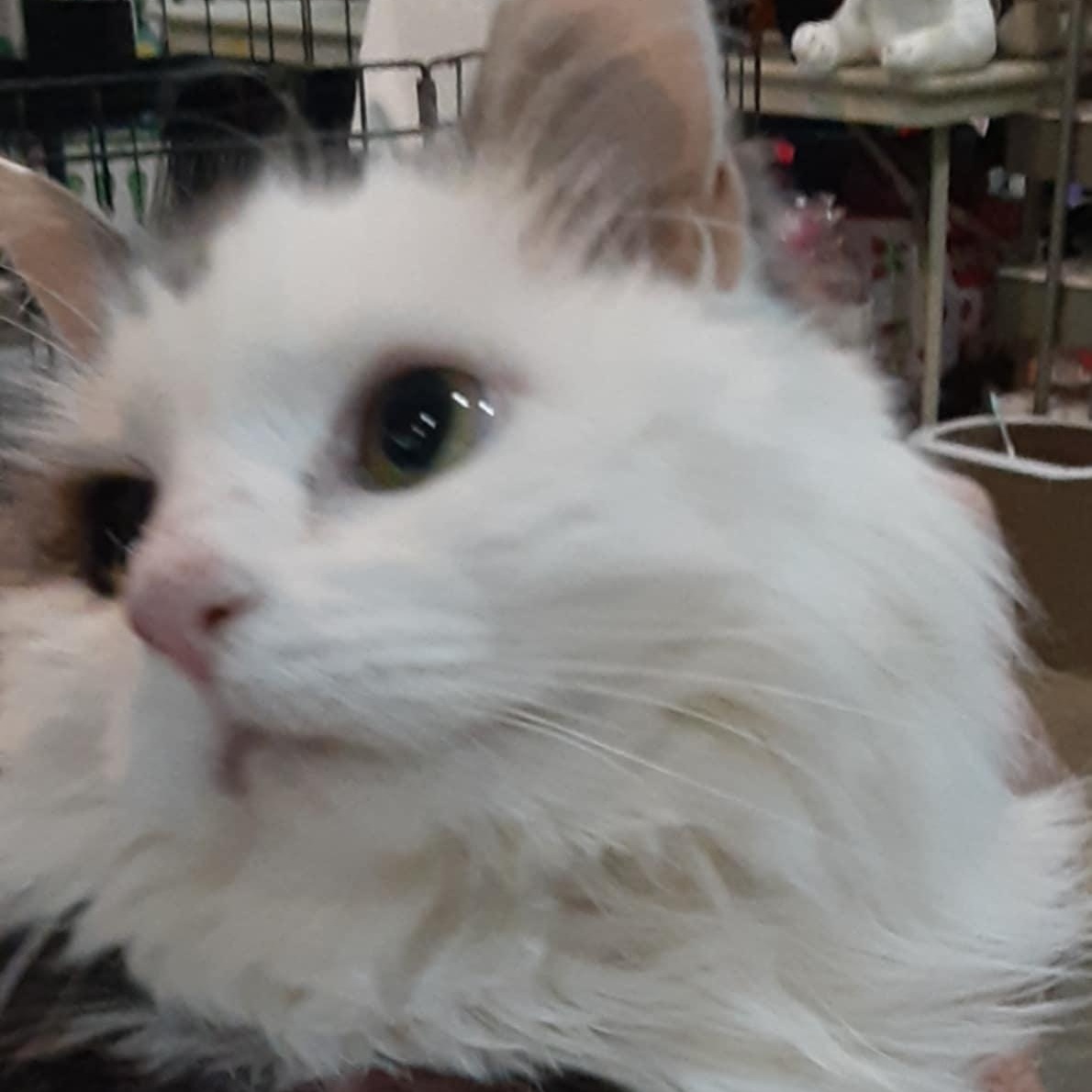 Patches 12 yo senior (bonded to Charlotte)