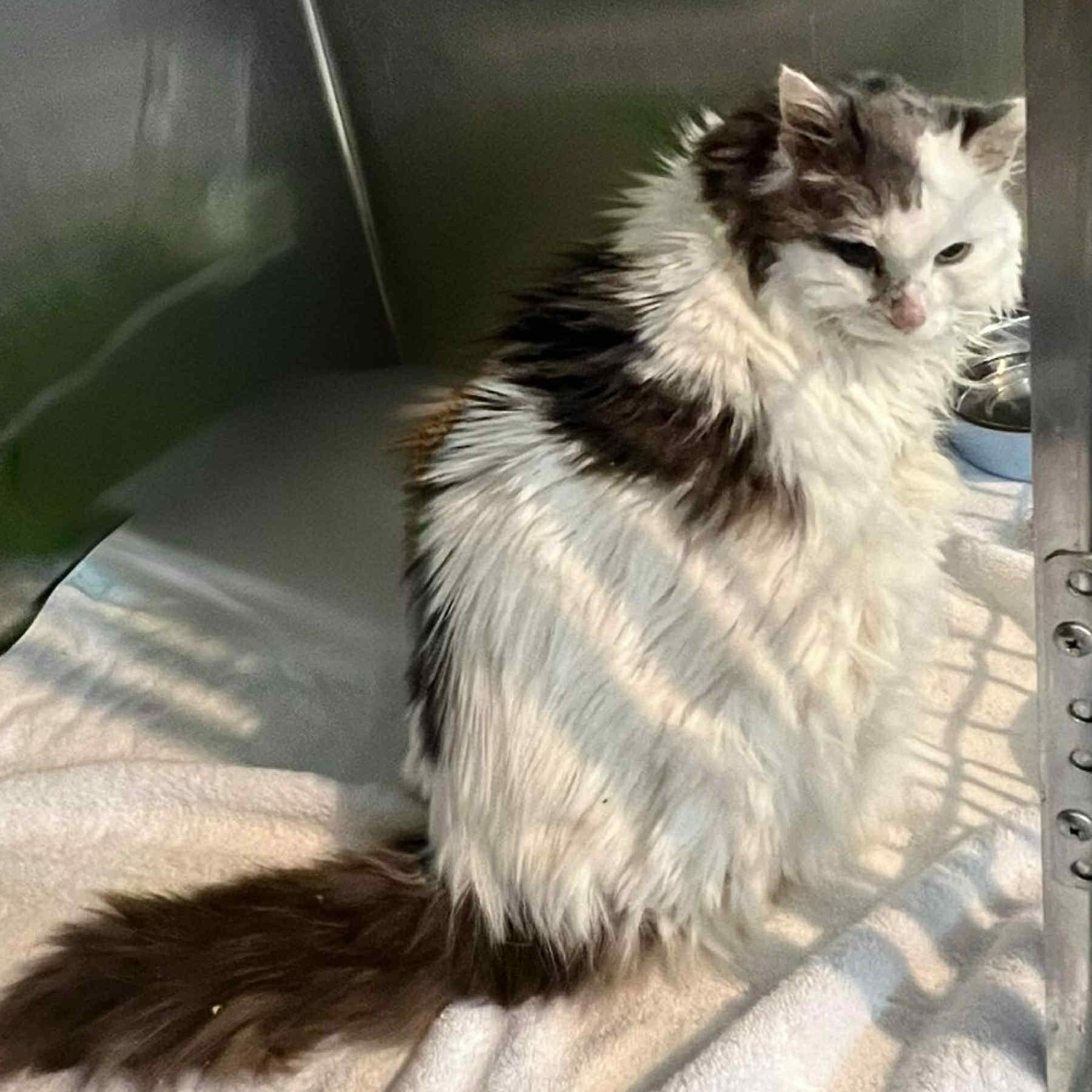 Patches 12 yo senior (bonded to Charlotte)