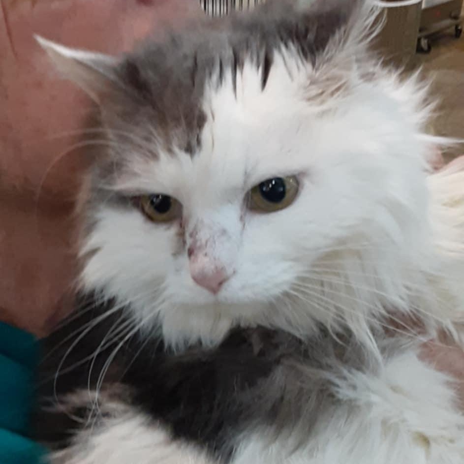Patches 12 yo senior (bonded to Charlotte)