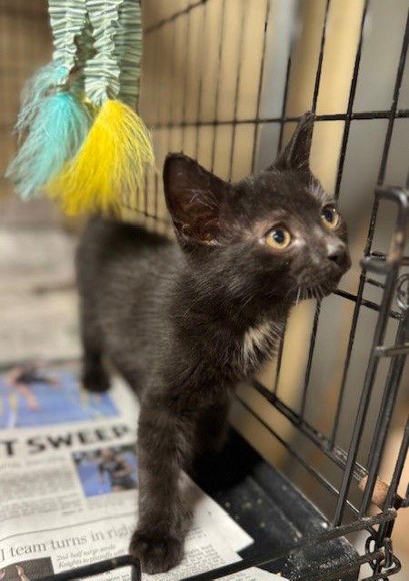 Usher, Adopted, Kitten Male Domestic Short Hair.