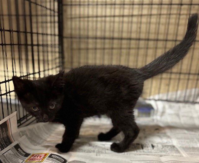 Usher, a Adopted Domestic Short Hair in Apollo, PA image 2/3