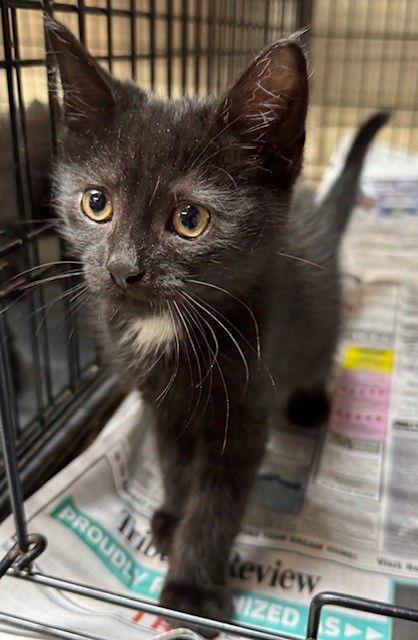 Usher, a Adopted Domestic Short Hair in Apollo, PA image 3/3