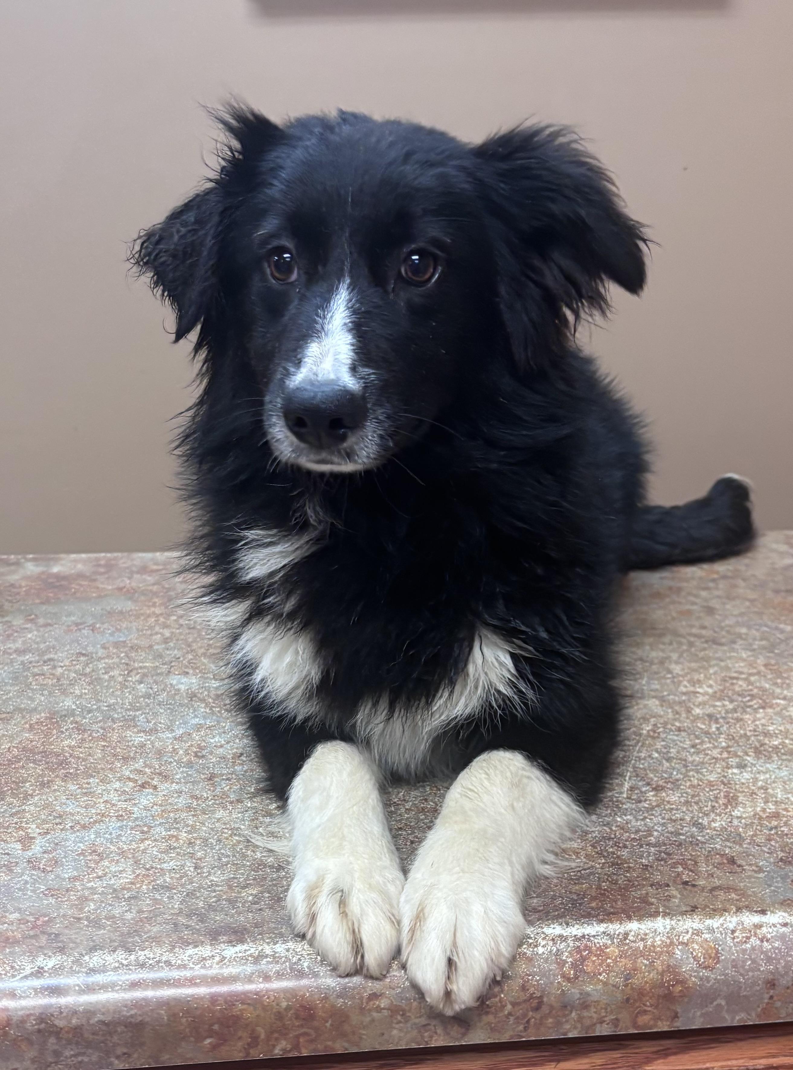 Maeve , adopted, Young Female Border Collie & Australian Shepherd.