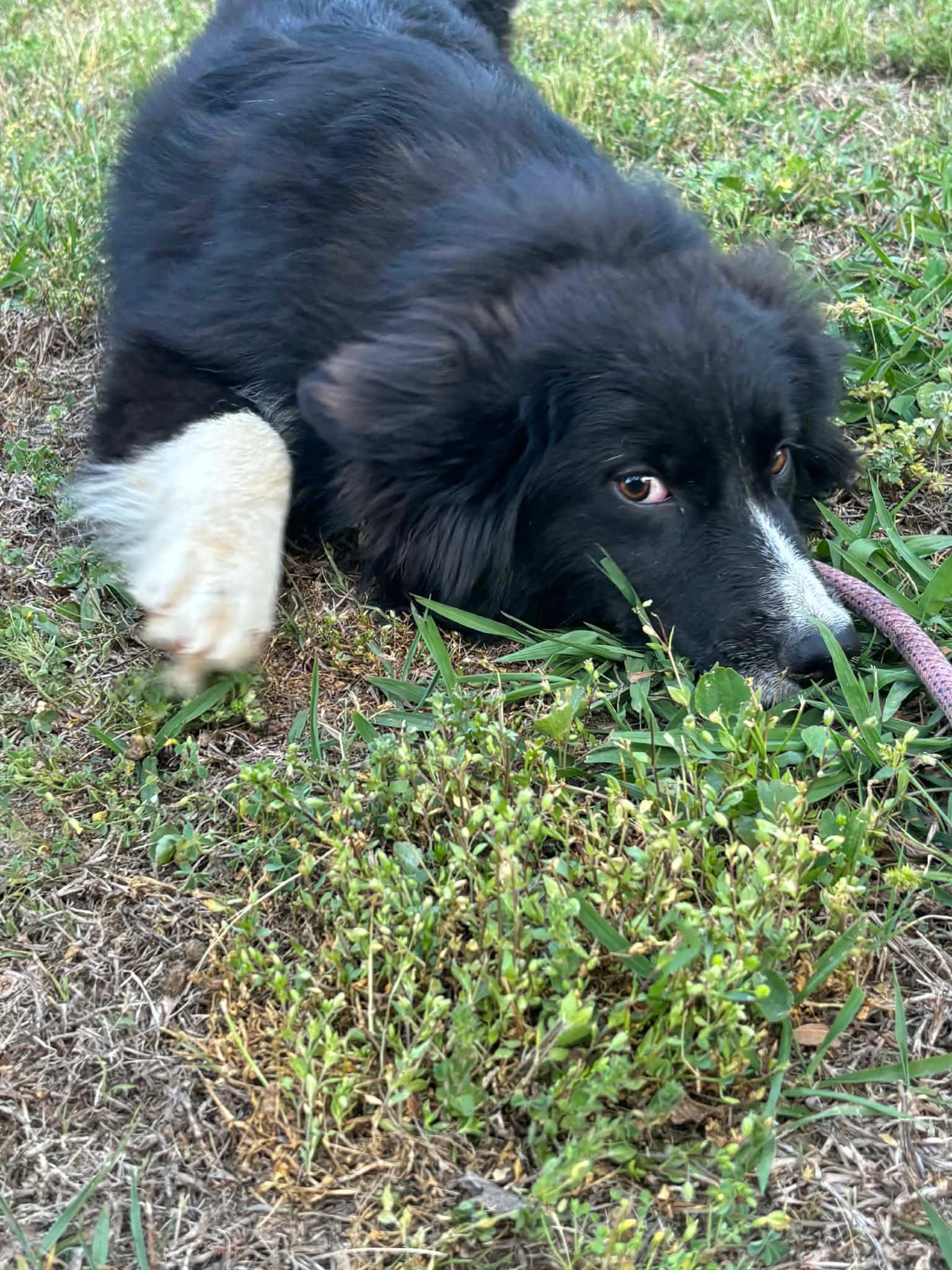 Enlarge Maeve , an adopted mixed breed in Watertown, CT image 4/5