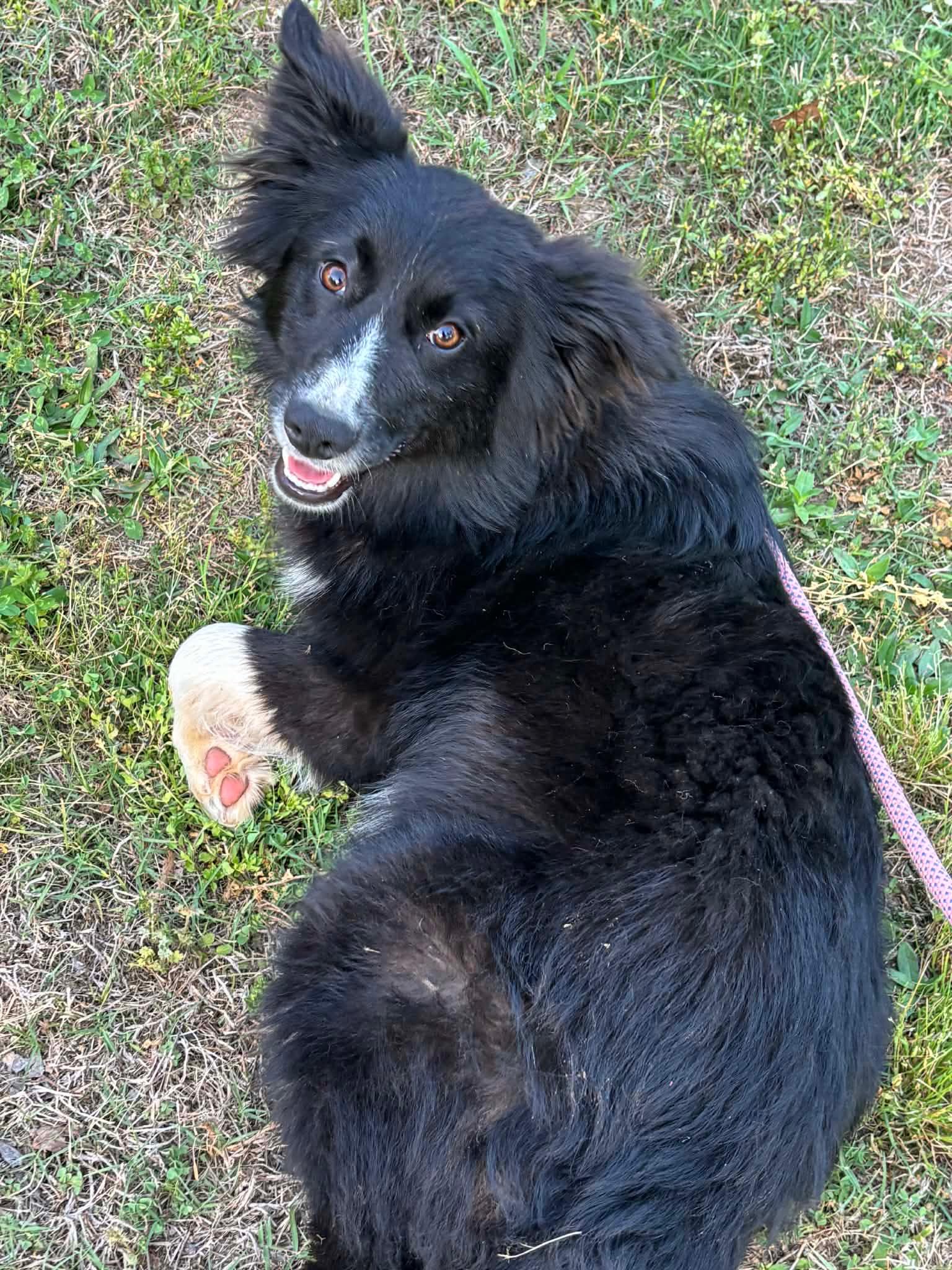 Enlarge Maeve , an adopted mixed breed in Watertown, CT image 2/5